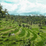 Midden-Bali Natuur Tour